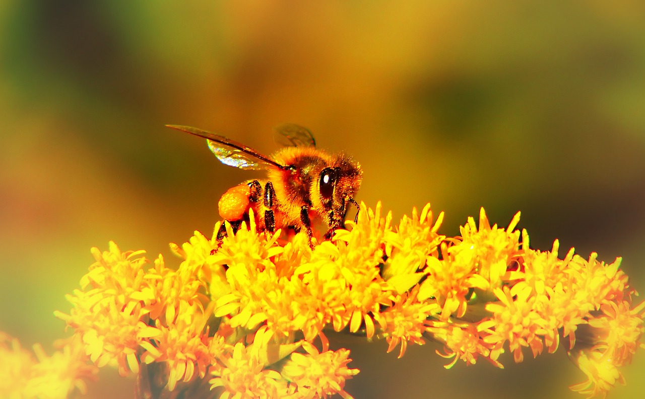 蜜蜂Miodna 昆虫 花 - Pixabay上的免费照片 - Pixabay