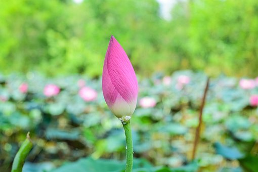Free Lotus Flower photo and picture