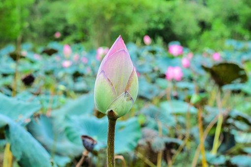 Free Lotus Flower photo and picture