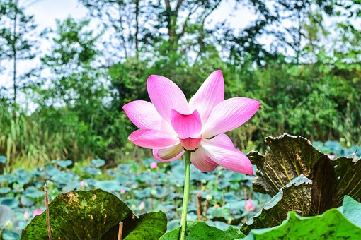 Free Lotus Flower Wallpaper photo and picture