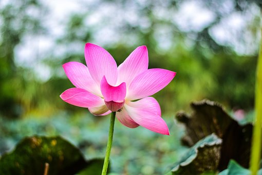 Free Lotus Flower photo and picture