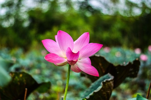 Free Lotus Flower photo and picture
