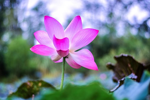 Free Lotus Flower photo and picture