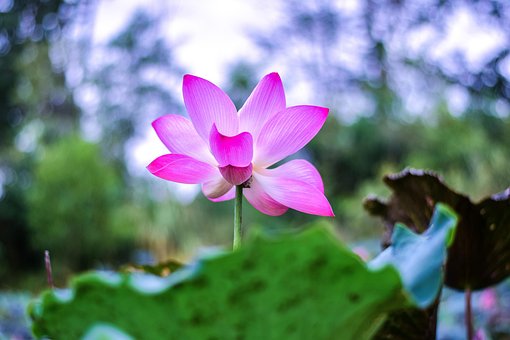 Free Lotus Beautiful Flowers photo and picture