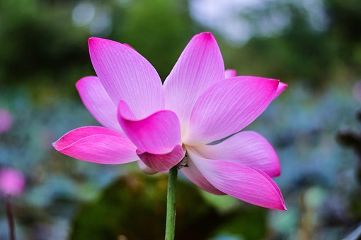 Free Lotus Flower photo and picture