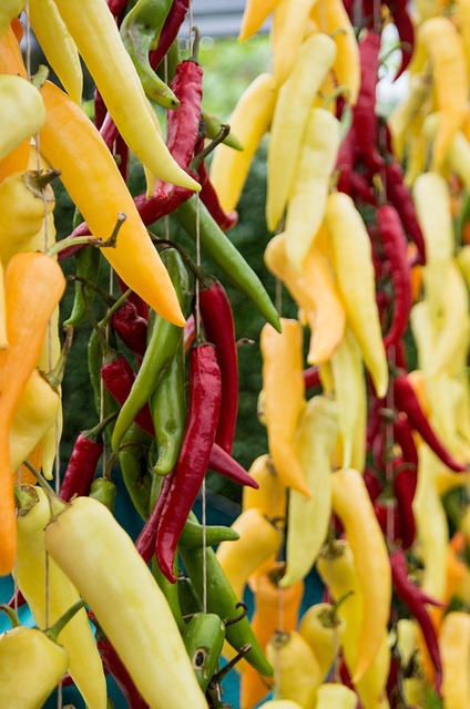 Free Chili Pepper photo and picture