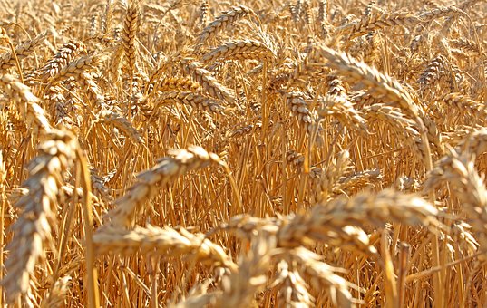 Trigo, Campo, Agricultura, Verão