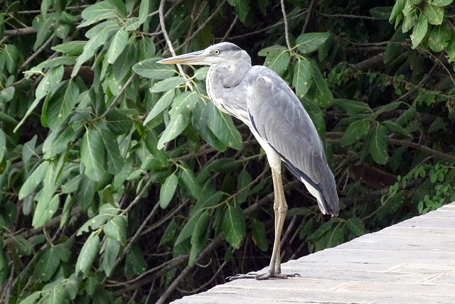 灰色のサギ Ardea Cinerea サギ - Pixabayの無料写真 - Pixabay