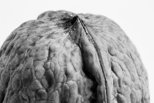 Free Nut Walnut photo and picture
