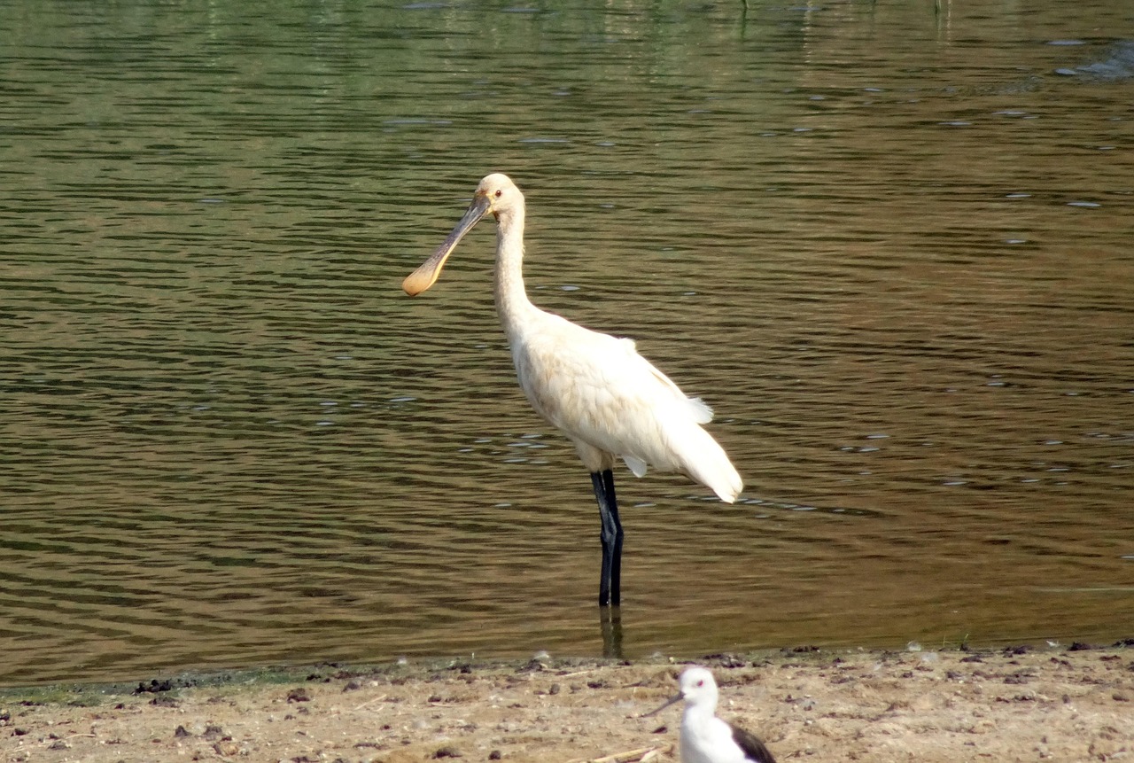 Eurasian Spoonbill Common Free Photo On Pixabay Pixabay Eurasian Spoonbill 3746704 1280