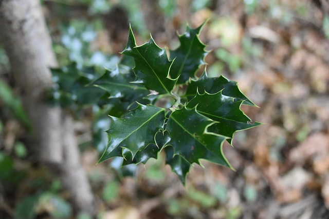 Free Holly Forest photo and picture