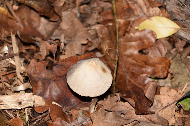 Free Fungus Forest photo and picture