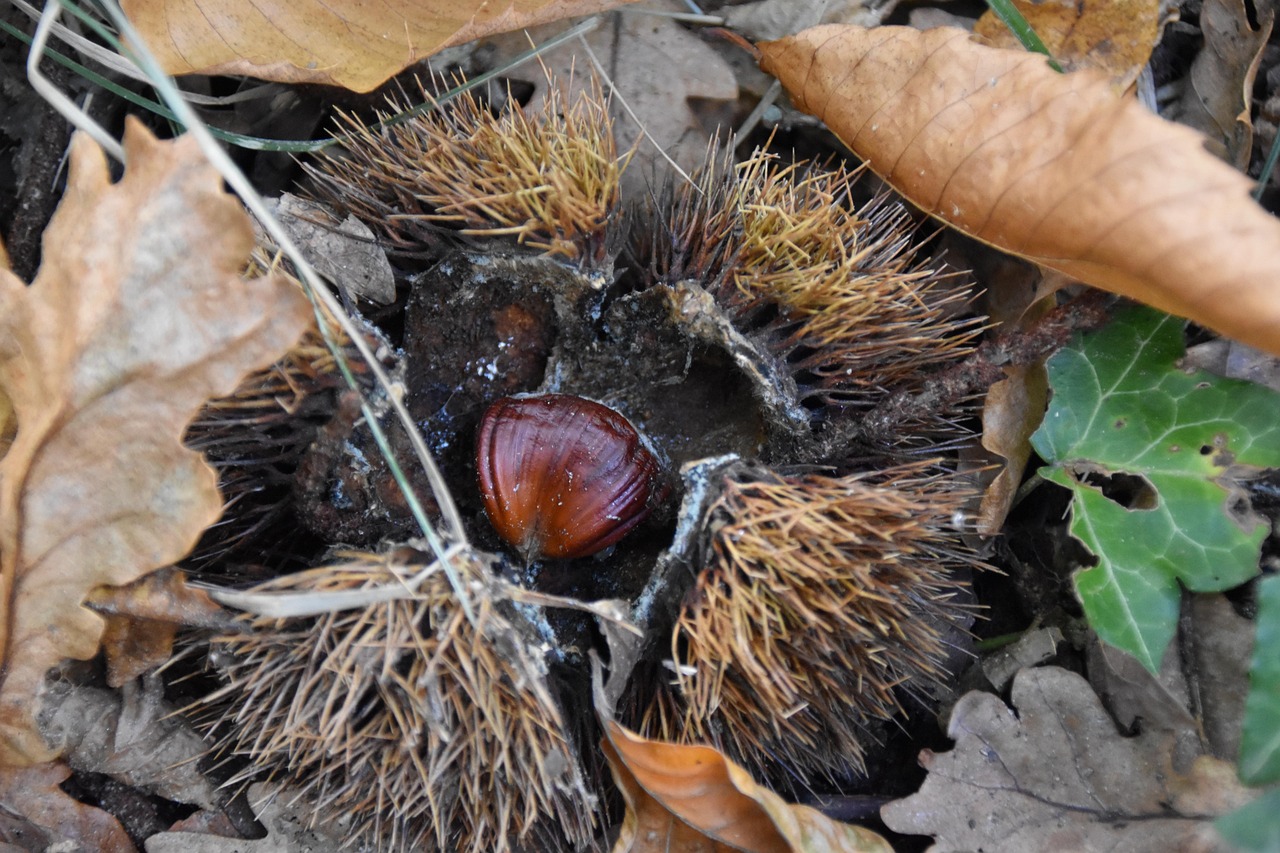 Brown Castaña Bosque - Foto gratis en Pixabay
