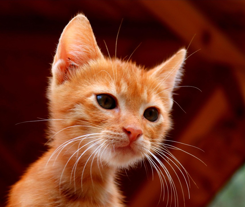 猫 动物 家畜 - Pixabay上的免费照片 - Pixabay
