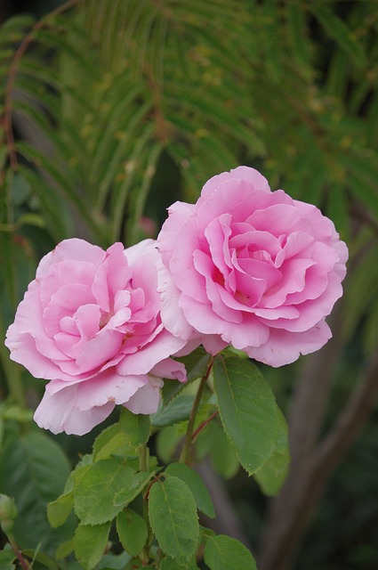 Free Roses Flowers photo and picture
