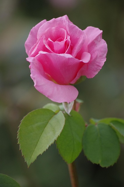 Free Roses Flowers photo and picture