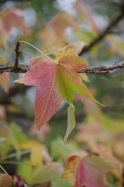 Free Sheets Fall photo and picture