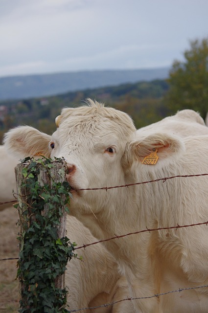 Free Cow Animals photo and picture