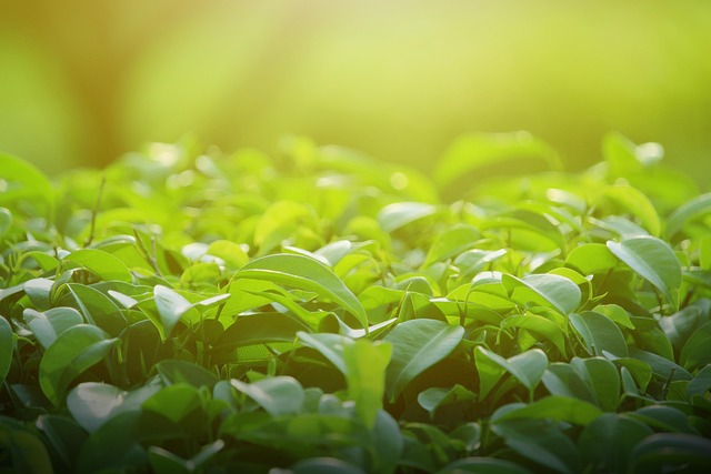 Free Background Green photo and picture