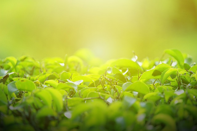 Background, พื้นหลังเดสก์ทอป
