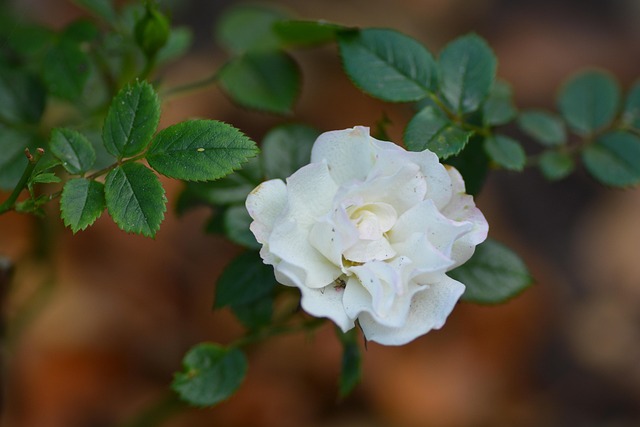 Free Rose Rose Flower photo and picture