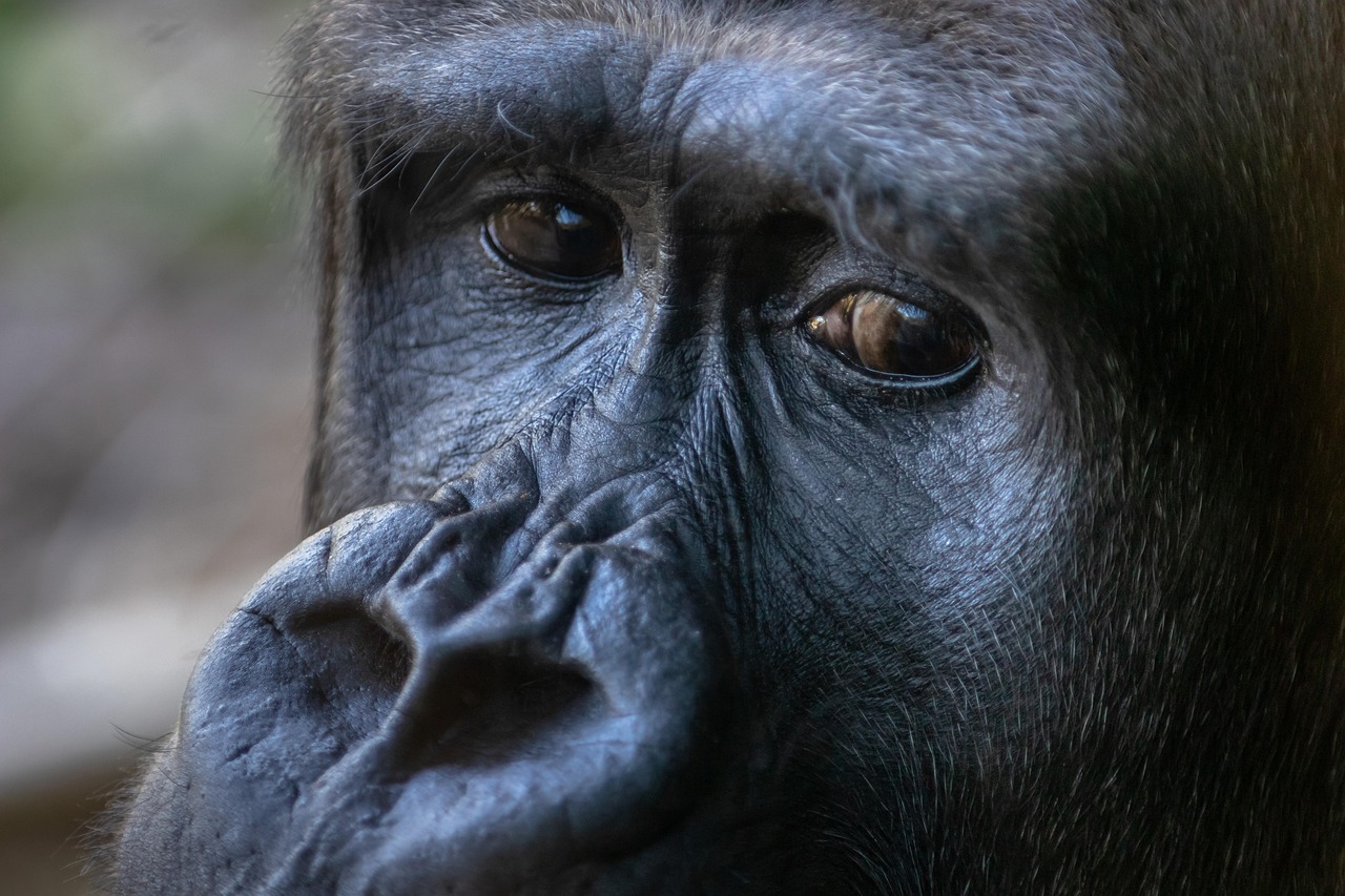 Ape - free online jigsaw puzzle photo