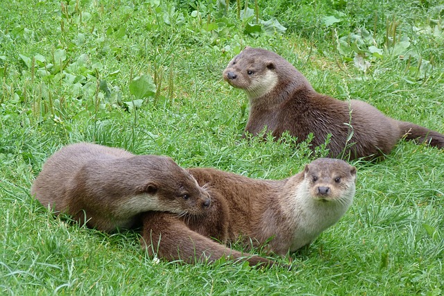 Otters British Wildlife Free Photo On Pixabay otters-british-wildlife-free-photo-on-pixabay