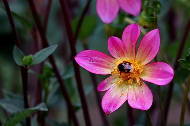 Free Dahlia Bumblebee photo and picture
