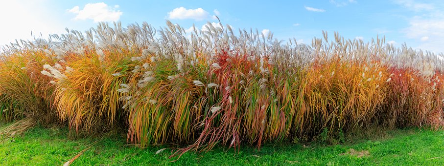 Herbst, Gras, Gräser, Himmel, Farbig