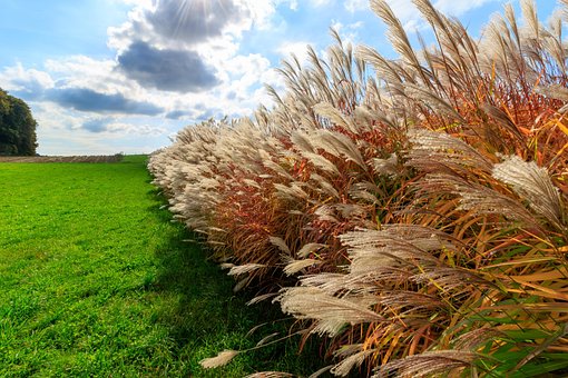 Herbst, Gras, Gräser, Himmel, Farbig