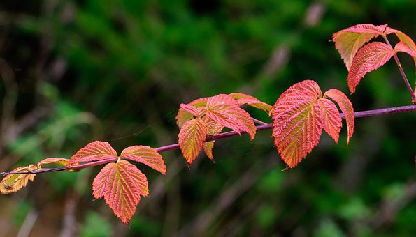 Herbst, Blatt, Farbig, Rot, Braun