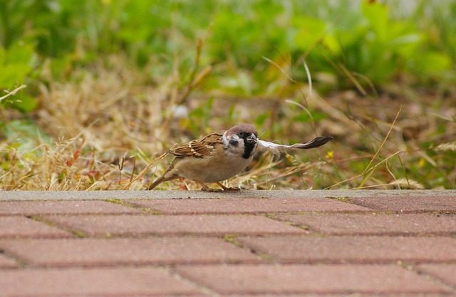 Spatz, Mazurka, Vogel, Stadt, Stift