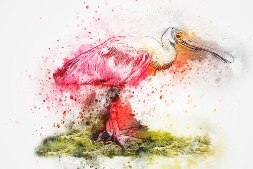 Free Bird Spatula Bird illustration and picture