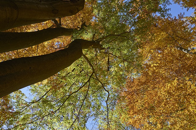 Free Trees Nature photo and picture