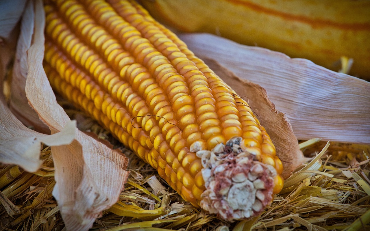Corn - free online jigsaw puzzle photo