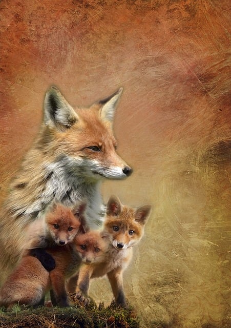 Free red fox family illustration