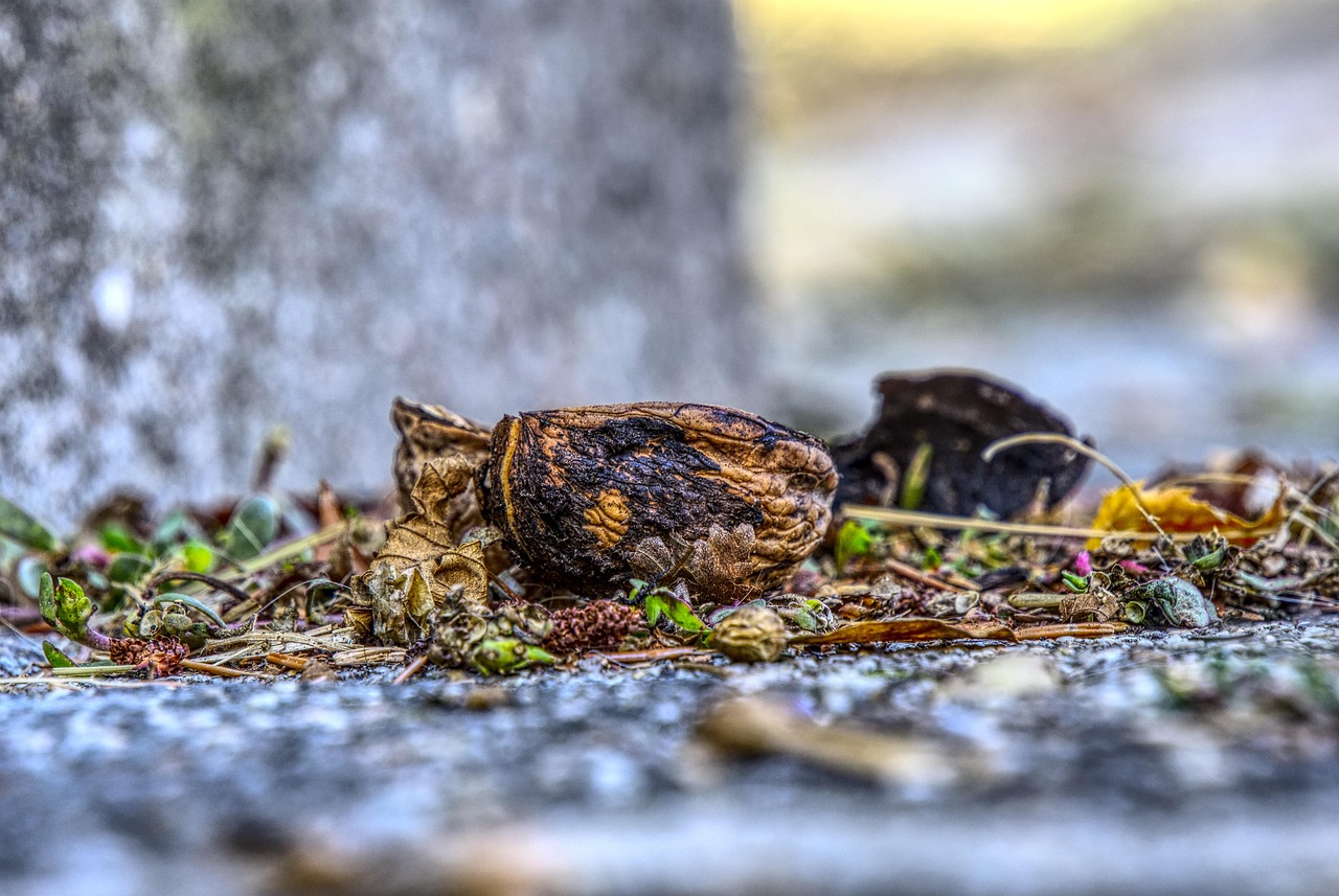 Nutshell - free online jigsaw puzzle photo