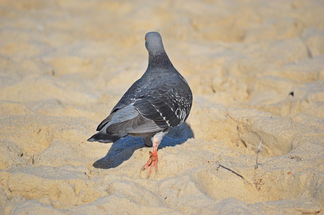 Due, Fugl, Sand, Natur, Dyr, Flyve