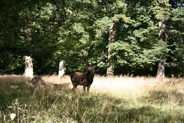 사슴 Red Deer Park - Pixabay의 무료 사진