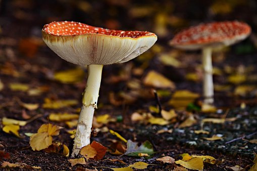Toadstool Picture Toadstool Mushroom Fall - Free photo on Pixabay
