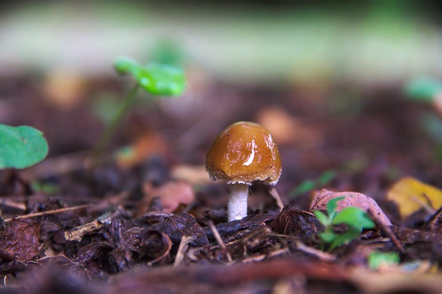 Free Mushroom Nature photo and picture