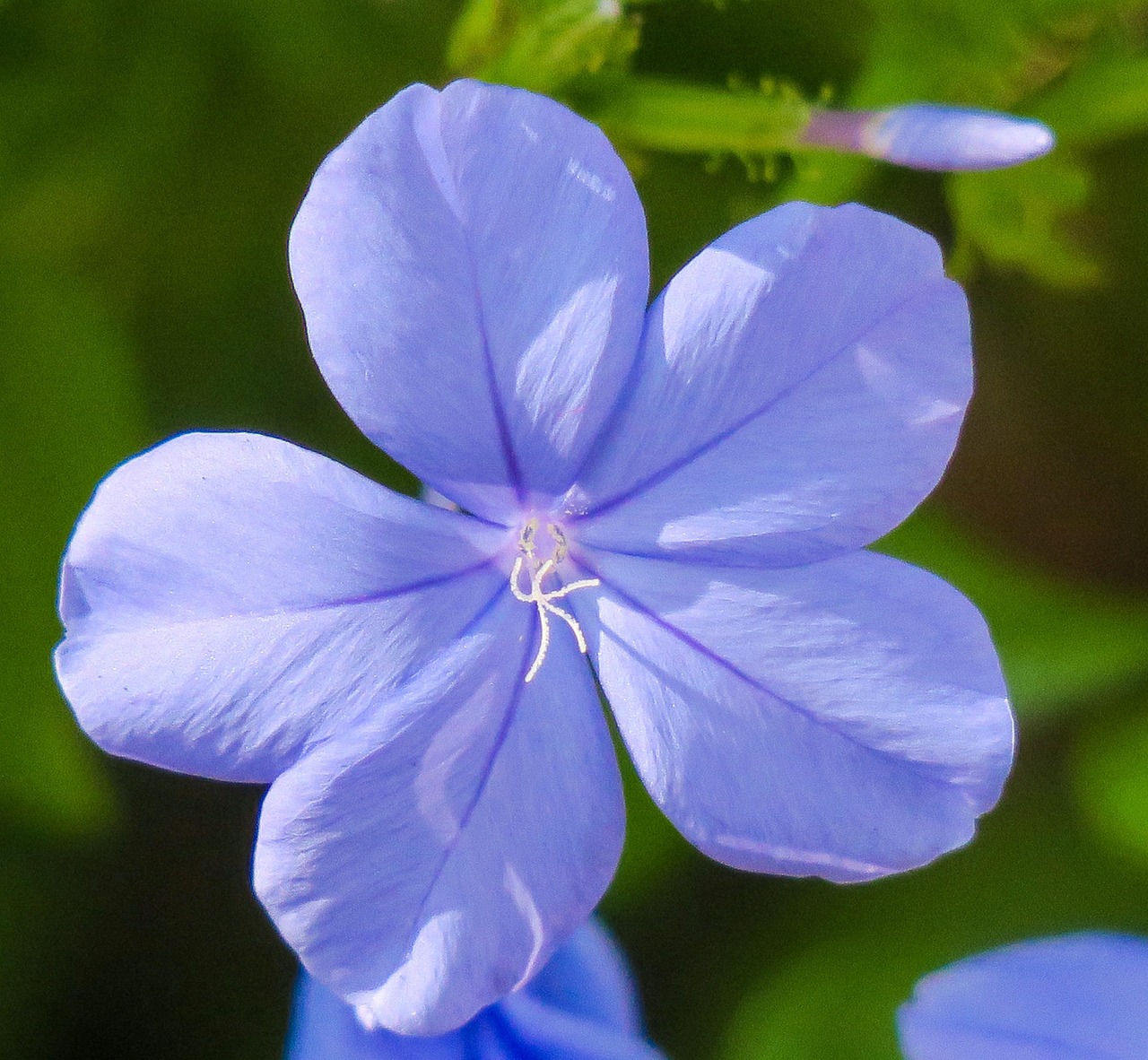 Perfect Original Photos about  Sitemapcdatahttpsmodeinf Inetcomtoile Metis Fleur Bleue  as Your HD Pictures