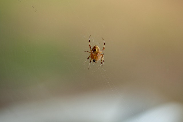 Free Spider Oklahoma photo and picture
