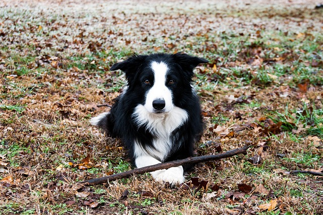 Free Border Collie Border photo and picture