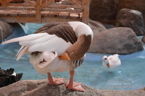 Pato, Agua, Natureza, Pássaro, Animal