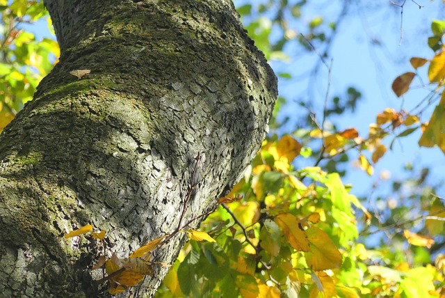 Efterår, Træ, Gren, Natur, Baggrundslys