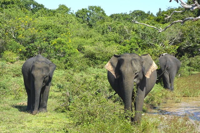 Free Elephants Family photo and picture