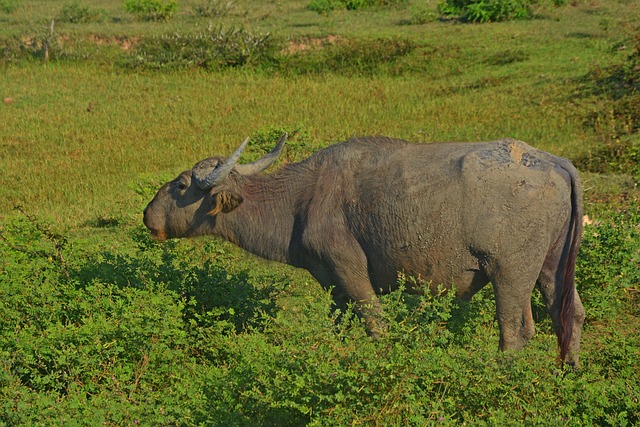 Free Safari Sri Lanka photo and picture