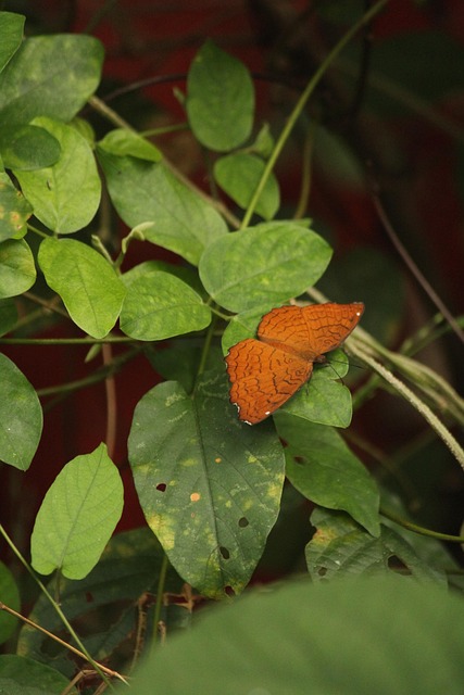 Free Butterfly Fly photo and picture