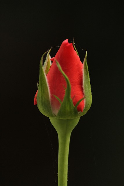 Free Bud Rose photo and picture